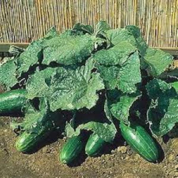 SPACEMASTER Cucumber ENGLISH heirloom 10 seeds